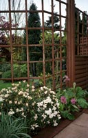 Stauden vor dem Terassengitter