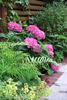 Hortensie im Zaunbeet